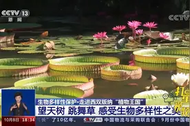 绝美！走进西双版纳“植物王国”，感受生物多样性之美|共同关注视频封面