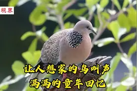 农村几种常见鸟叫声，满满的童年回忆，歌声优美你最熟悉那种？视频封面