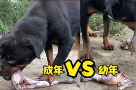 成年罗威纳vs少年罗威纳，谁吃鸡速度最快？拭目以待！视频封面