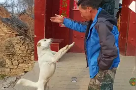 农村小孩给狗涂上迷彩油，土狗变身特种狗，表演站立技巧十分帅气视频封面