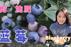 家庭种蓝莓--这样修剪与施肥，结果才多才好视频封面
