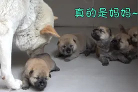 半月大的中华田园犬小奶狗睁眼了，跌跌撞撞找妈妈，简直萌翻了！视频封面