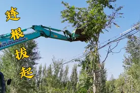 挖掘机拔树太强悍了，连根拔起不费劲，这比鲁智深可厉害多了视频封面