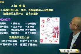 解剖学9神经系统2周围神经系统3神经2脑神经01十二对脑神经的名称
