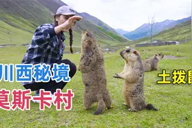 川西海拔4000米的莫斯卡村，村子附近遍地都是土拨鼠，太可爱了！