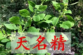 你认识植物“天名精”吗？好多人不知它的价值，看视频了解下吧视频封面