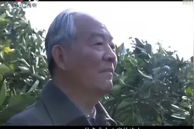 156株脐橙苗在赣南种下，48年过去了，如今成百亿级顶尖果业品牌视频封面
