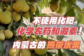 北方的热带水果“番石榴”，更加蜜甜糯香，高产抗病！视频封面