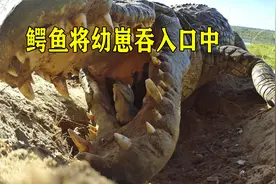 小鳄鱼破壳后，鳄鱼妈妈将幼崽吞入嘴中，然后护送到水里视频封面