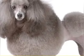 贵宾犬和泰迪犬的区别？