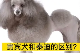 贵宾犬和泰迪犬的区别？视频封面
