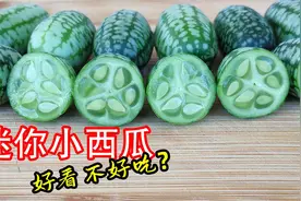 一株能结上百个，它就是老鼠瓜，也叫墨西哥酸黄瓜，种植拇指西瓜视频封面