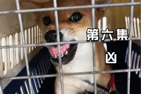 第六集：柴犬天生性格倔犟敏感强势是狗的错还是主人不会养造成视频封面