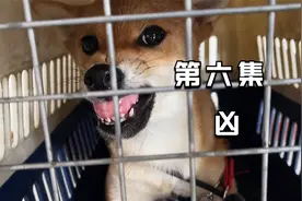第六集：柴犬天生性格倔犟敏感强势是狗的错还是主人不会养造成视频封面