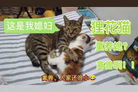 捡回家的流浪猫三花成为了狸花猫的媳妇，禽兽啊，人家才两个月！视频封面