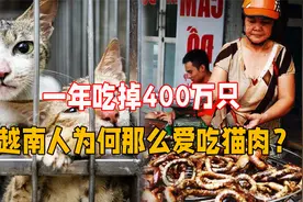 猫躲过了中国吃货，却变成越南人的盘中餐，越南人为何爱吃猫肉？视频封面