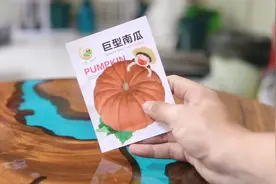 你见过巨型南瓜吗？园艺师教你，买回巨型南瓜种子，在家里就能种视频封面