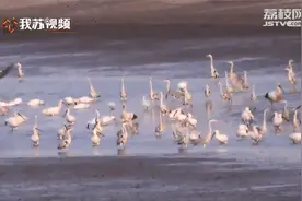罕见！南京现42只国宝东方白鹳，湿地修复成效初显视频封面