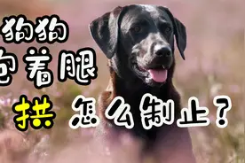 狗狗抱着腿拱怎么制止？视频封面