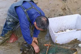 小邓清理鱼塘第一天，10000多条鱼从出水口跑掉了，这下损失大了视频封面