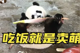 熊猫宝宝的吃相世间独有！连两只脚都要翘起来，就说谁看谁不爱！视频封面