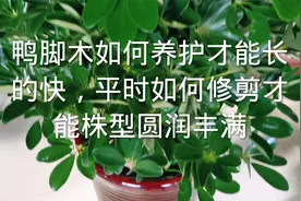 鸭脚木如何养护才能长的快，平时如何修剪才能株型圆润丰满视频封面