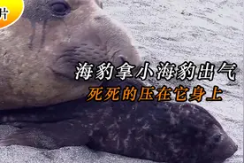 海豹拿小海豹出气：死死的压在它身上，小海豹奋力挣扎着视频封面