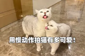 用慢动作拍猫猫舔舌头有多可爱视频封面