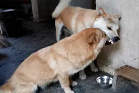 狗子迷惑行为--舔狗视频封面