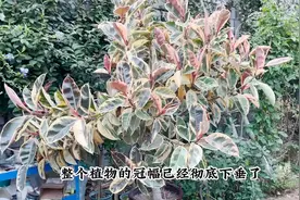 现在修剪橡皮树正合适，记住修剪“诀窍”，稍微操作就能枝繁叶茂视频封面
