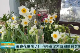 迎春花展来了！济南邀您大明湖畔赏水仙视频封面