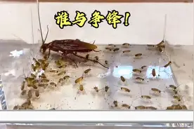 巨型蟑螂VS100只蟑螂，原来蟑螂也会吃肉！