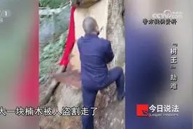 楠木王历经两次生死劫难 千年护寨“神树”被拦腰盗割视频封面
