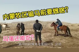 内蒙传统骟公马，1个马群只能留1匹种马，看看要做啥准备工作？视频封面