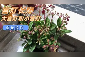 在宫灯长寿花里，大宫灯和小宫灯差别很大，开花都很好看视频封面