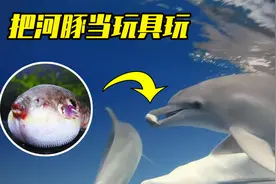 5种奇怪的动物行为，海豚把河豚当成皮球玩？心疼河豚一秒钟视频封面