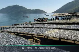 鱼好吃，刺难挑，科学家培育出了无刺武昌鱼视频封面