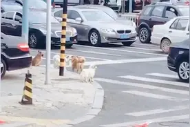 大连5只狗狗能看懂红绿灯，排队走斑马线，网友：混熟人间规则视频封面