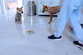 狗狗挑食不吃饭，主人直接端走，猜猜它能撑多少天？视频封面