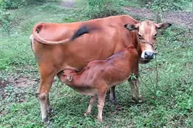 小黄牛吃奶，牛妈妈心无旁骛地哺乳，真是尽心尽责，画面温馨感人视频封面