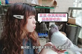 鸽子不好养？河南姑娘养的小鸽子流血了，是生病了吗？激萌奖金视频封面