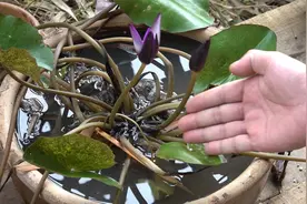水培植物如何避免水中产生蚊子幼虫呢？教你一招轻松搞定