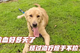 金毛住院第三天，连续拉血好几天了，经过治疗，终于不在拉血了。视频封面