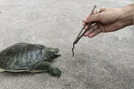以为甲鱼爱吃蚯蚓，当它把棍子咬断的那一刻，发现我错了，真打脸视频封面