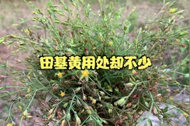 田野一种不起眼的小草叫田基黄，它的用处却不少，一起来看看视频封面
