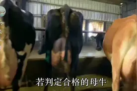 奶牛如何产奶？奶牛为什么能一直被挤奶？一头奶牛可挤奶到几岁？视频封面