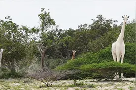 纯白色长颈鹿母子惨遭猎杀，全球现仅剩下最后一只视频封面