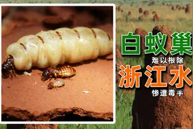 白蚁为何难以消灭？浙江水坝挖出白蚁窝，4米巢穴有百万只蚂蚁！视频封面