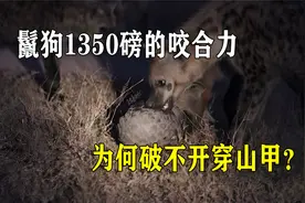 鬣狗1350磅的咬合力，都破不开穿山甲的防御，穿山甲到底有多硬视频封面