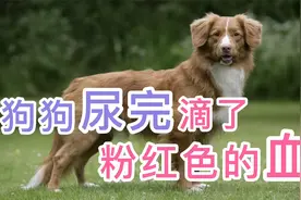 狗狗尿完滴了粉红色的血视频封面